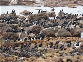 Cape of Good Hope